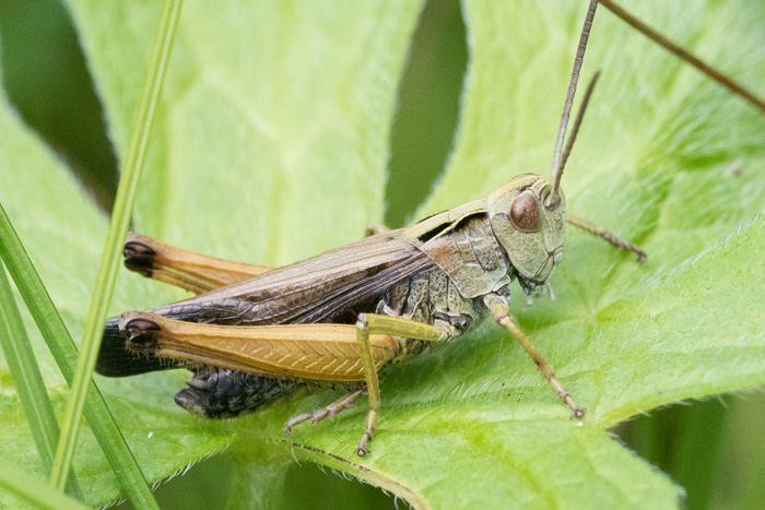 Omocestus viridulus